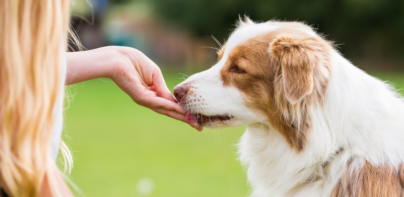 O NutriScan detecta reaes alimentares em ces e gatos para